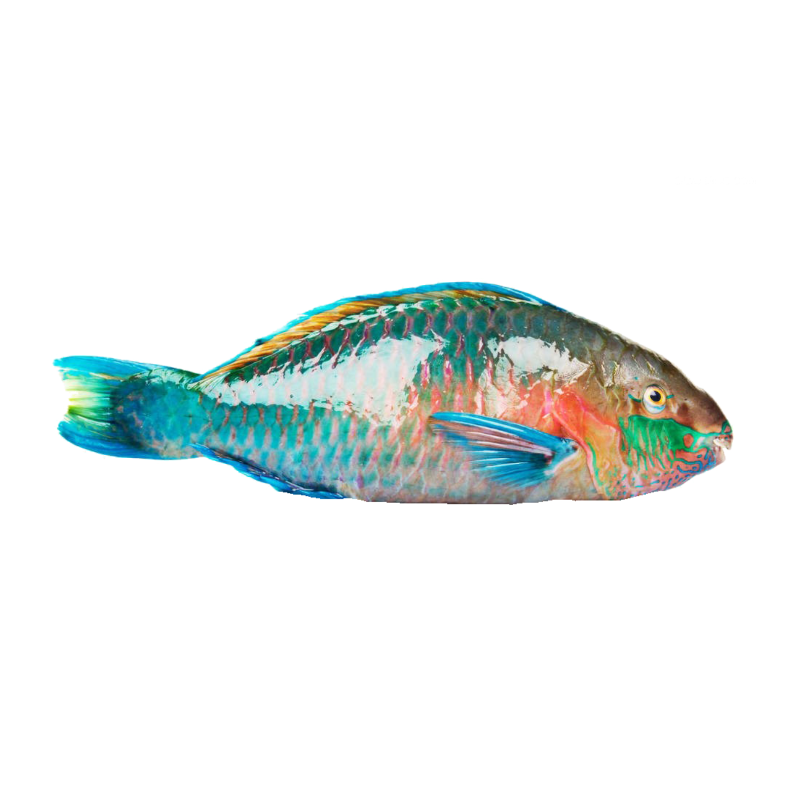 Parrotfish